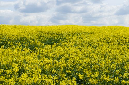 Rapeseed