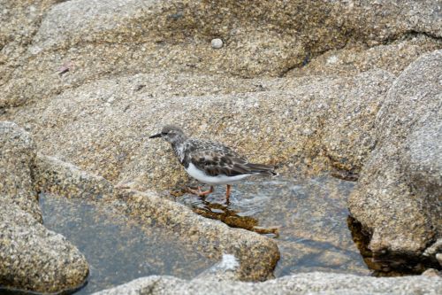 Bird In A Puddle