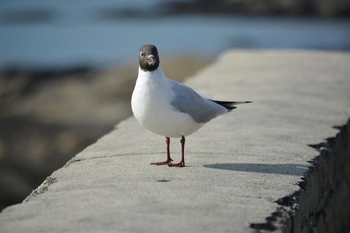 Sea Bird