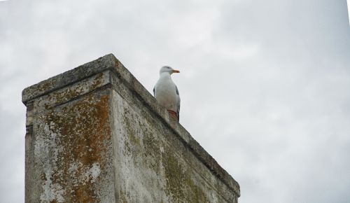 Bird On The Chimney
