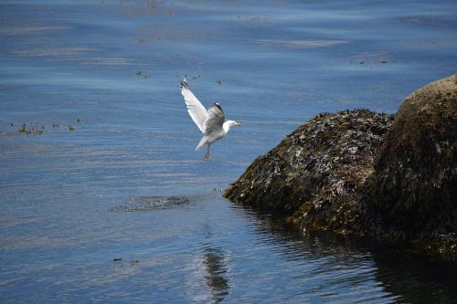 Bird On The Rocks