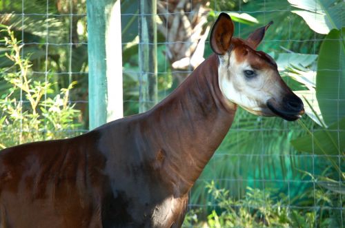okapi animal brown