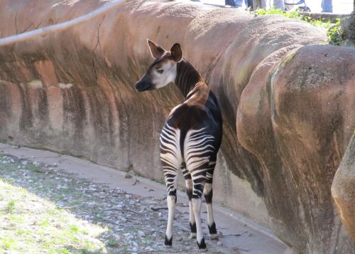 Okapi Looking Backward