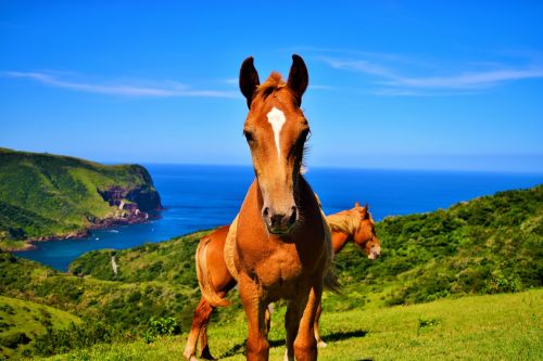 oki islands japan horses