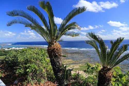 okinawa blue sea cycas