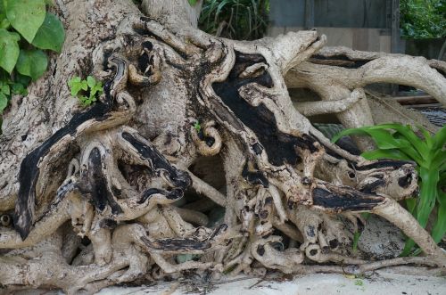 okinawa prefecture star sand wood