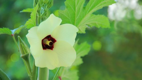 okra rose yellow