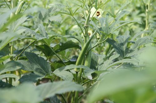 okra plant vegetable