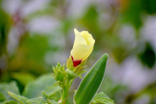 okra flower lady finger yellow flower