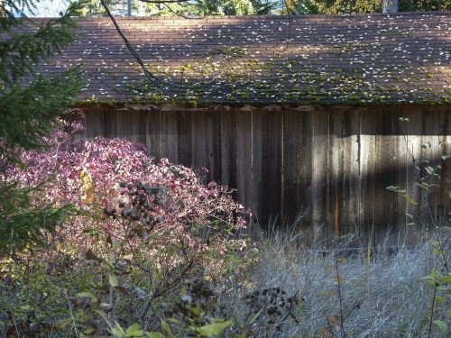 old wooden shed