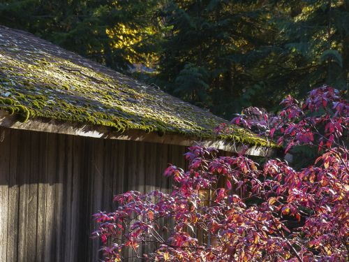 old wooden shed