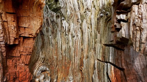 old  wood  tree