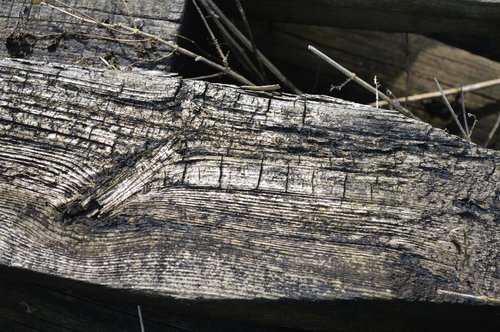 old  log  wood