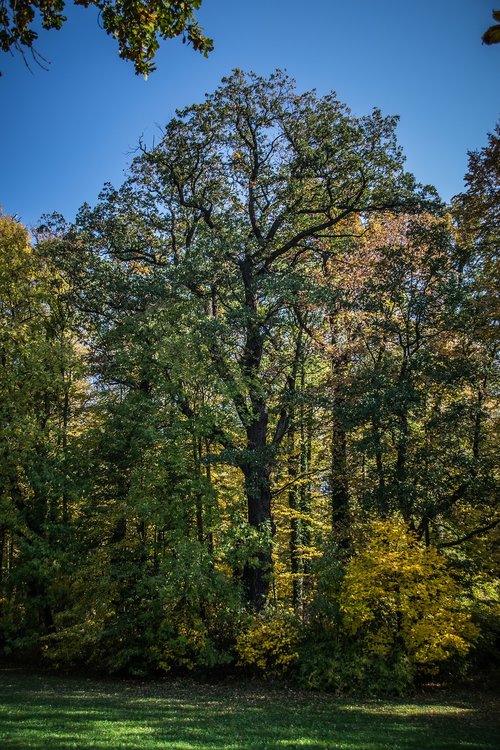 old  tree  landscape