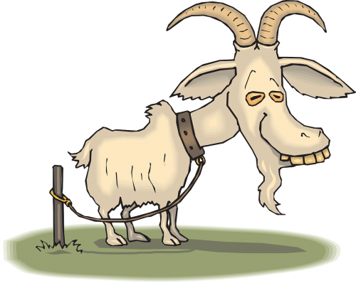 old goat animal