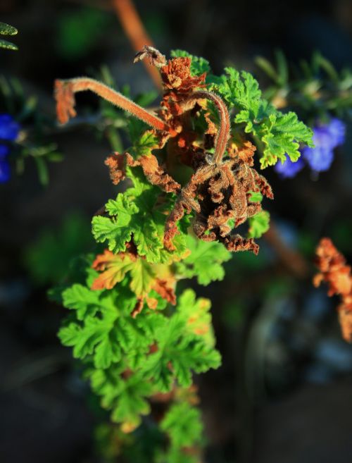 Old And New Geranium Leaves