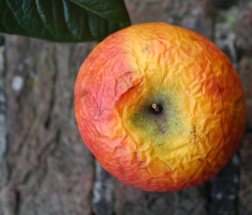 old apple  fruit  apple