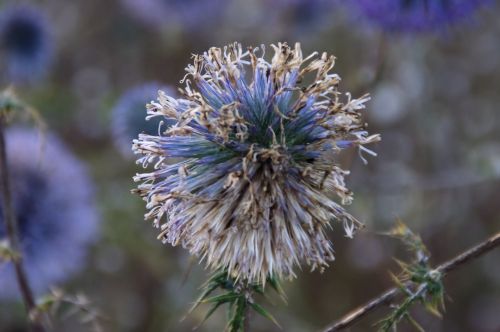 Old Blue Thistle