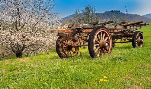 old cherry trees  dare  agriculture