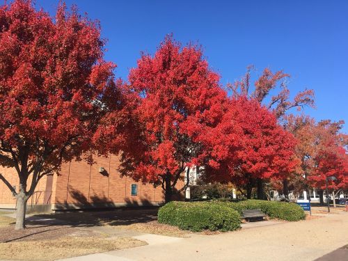old dominion university fall trees