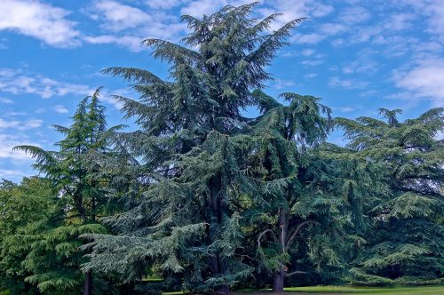 old fir giant fir nature