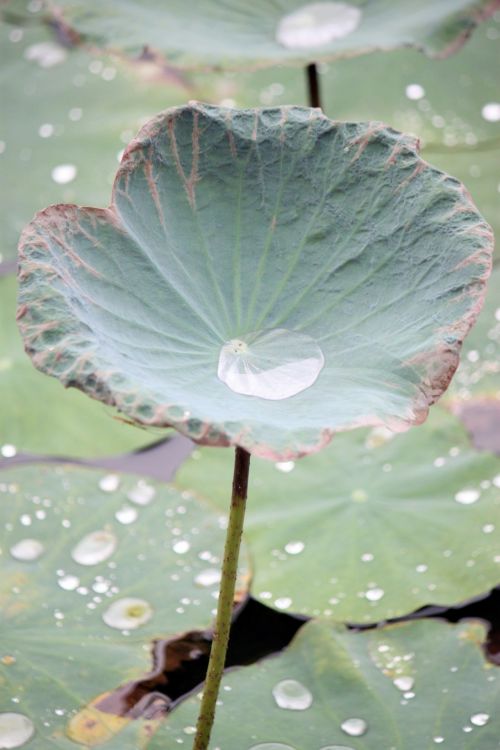 Old Lotus Leaf After Rain