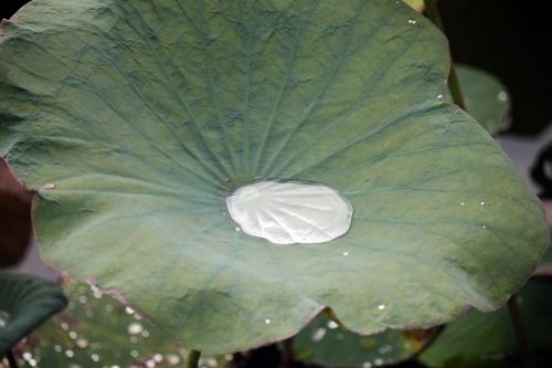 Old Lotus Leaf After Rain