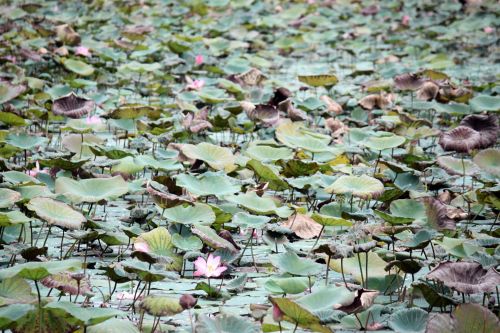 Old Lotus Leaves On  The Pond