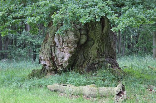 old oak oak old