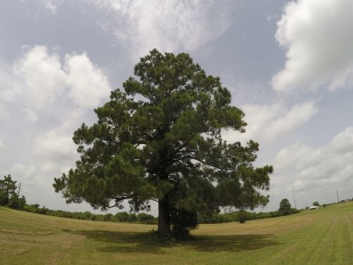 Old Oak Tree