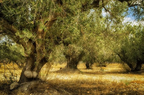old olive tree  trunk old  olive