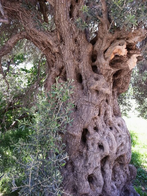 old olive tree bark tree
