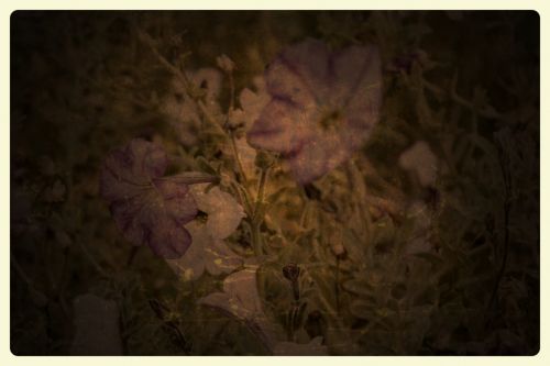 Old Picture Of Flowers