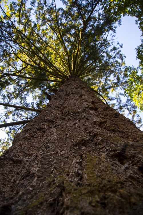 Old Pine Tree