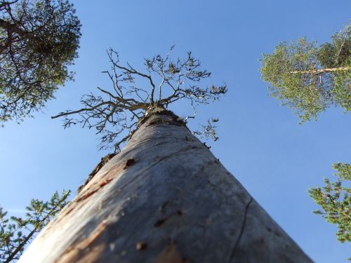 old pine tree tree thread