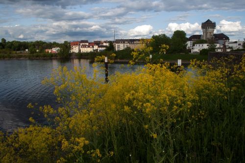 old rhine rhine mannheim