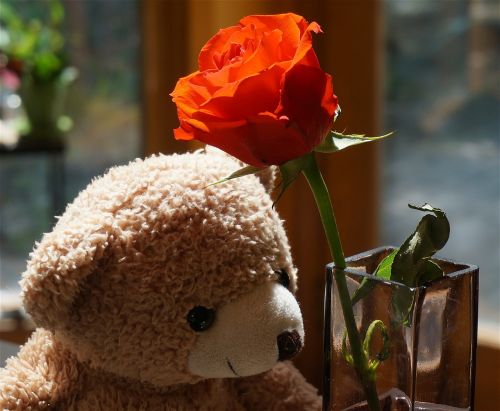 old teddy bear with rose teddy bear toy