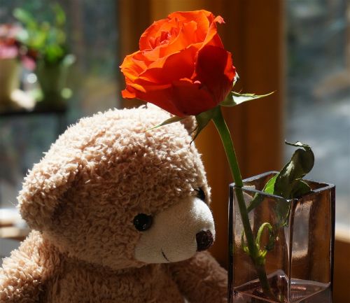 old teddy bear with rose teddy bear toy