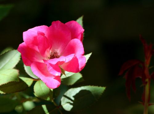 old time rose flower pink