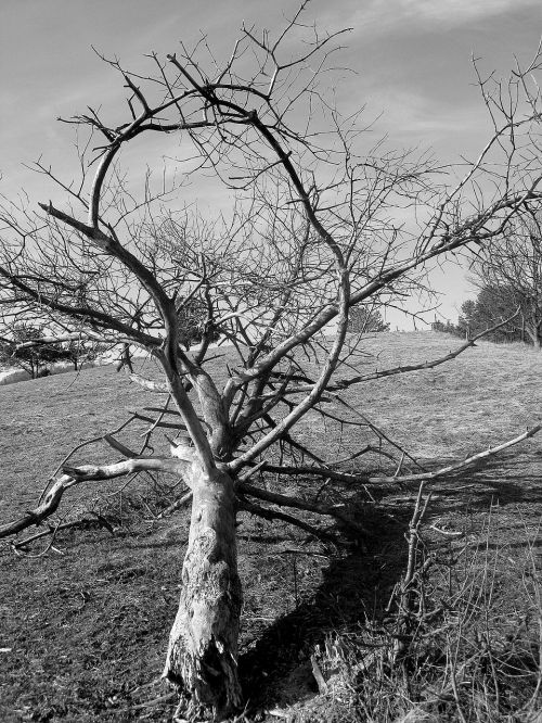 old tree shade dead tree