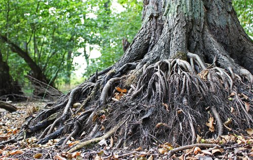 old tree  root  tree roots
