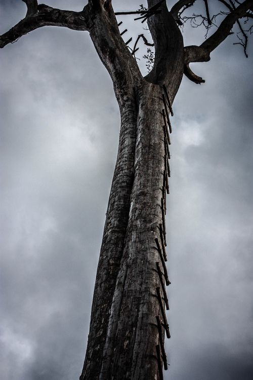 old tree autumn dry