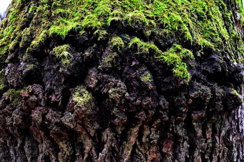 old tree mossy tree trunk nature