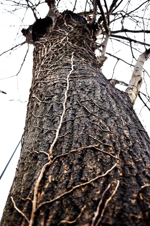 Old Tree And Old Ivy