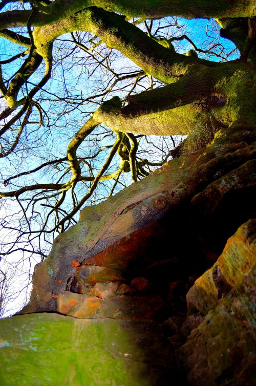 Old Tree And Rock