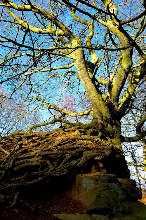 Old Tree And Rock