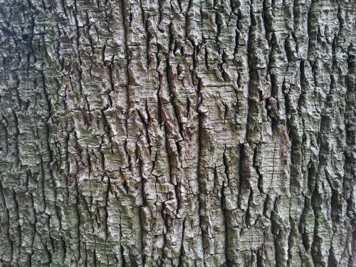 Old Tree Bark Wallpaper, Tropical