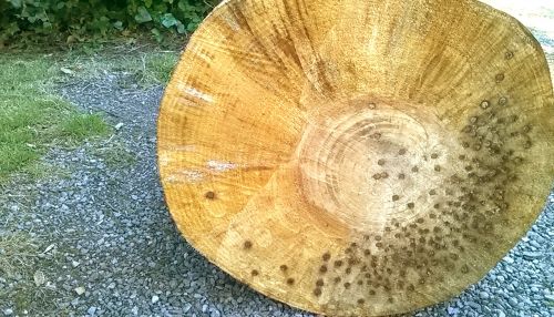 Old Tree Ring