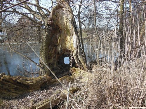 old tree stump hollow tree stump peephole