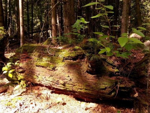 Old Tree Stump